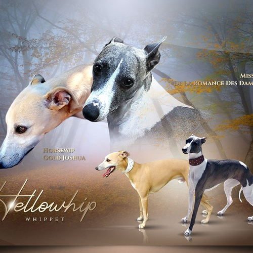 Beauté & caractère sont notre priorité