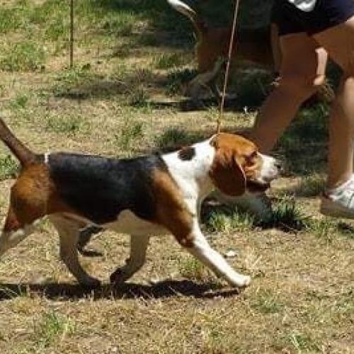 Elevage de Beagle l'Esprit du Carbonado