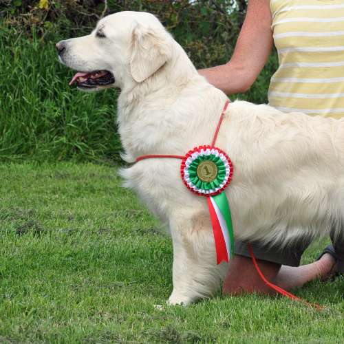Ambersclan Golden Retrievers