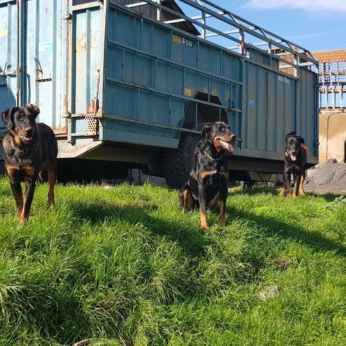 elevage des Cattles Ya