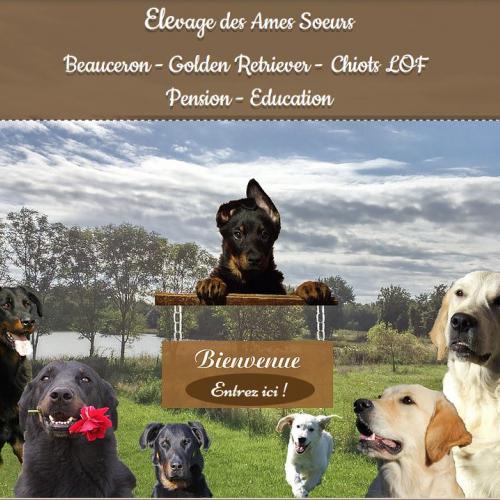 élevage de beauceron LOF en Isère