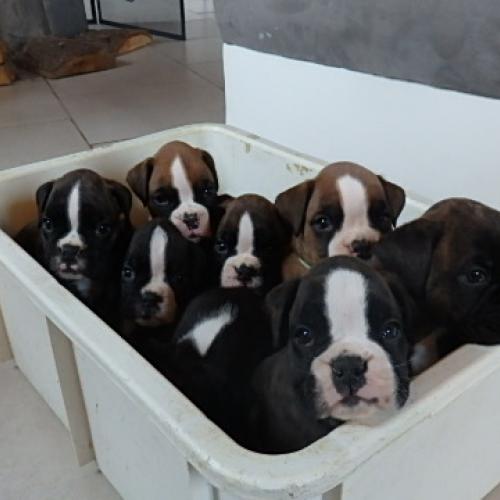 Eleveur de Boxer des Radicals Dogs