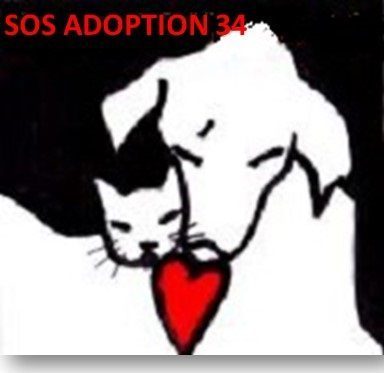 sos adoption 34, association protection animale