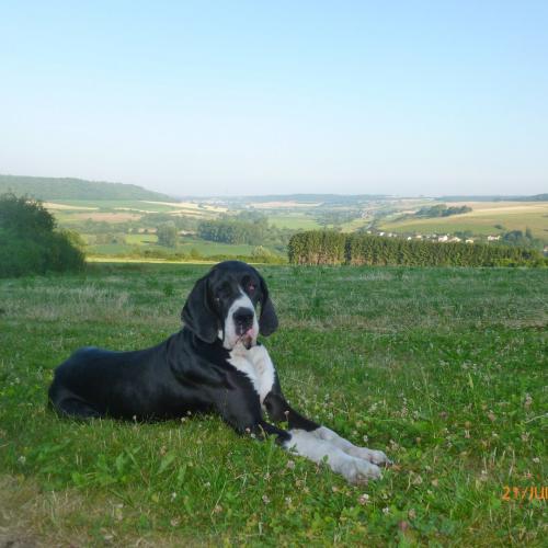 élevage dogue allemand en Belgique, élevage agréé