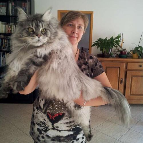 Chatterie de la Croix Lorraine