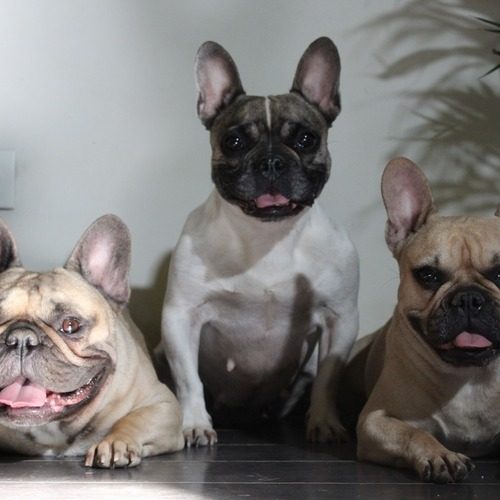 Elevage Tess company