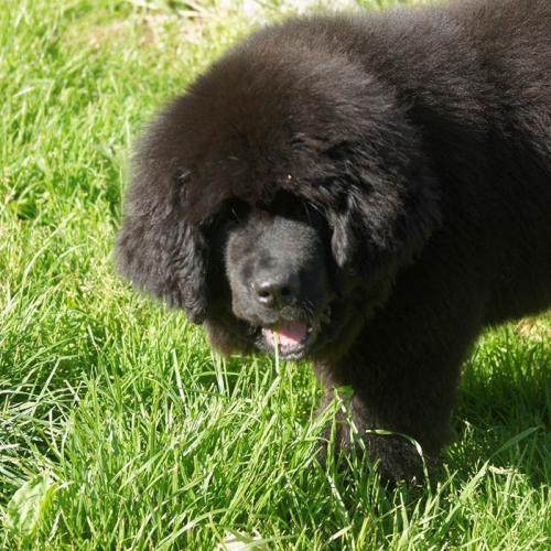 Elevage du Domaine de Goes-Kuard