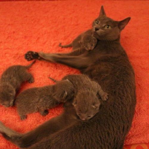 Elevage de Bleu Russe