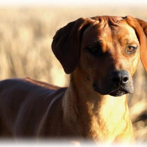 Le royaume de l'espina