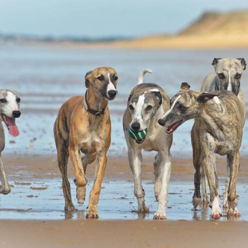 Elevage des Plaines des Bruyères