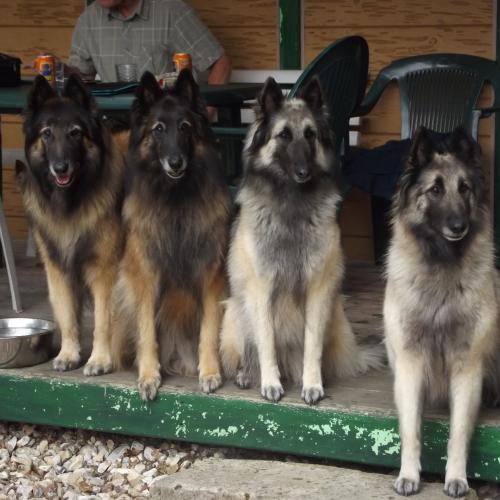 Elevage amateur de Berger belge Tervuren