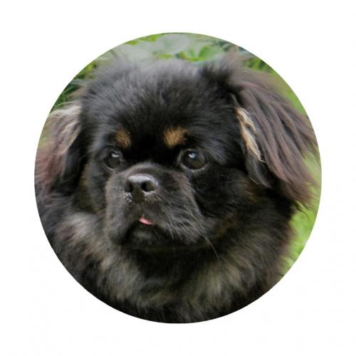 Elevage familial Du Clos Des Songes