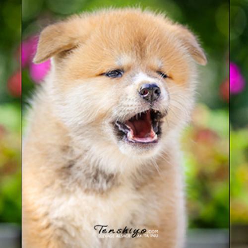 Elevage Tenshiyo Kensha - Akita Inu Alsace