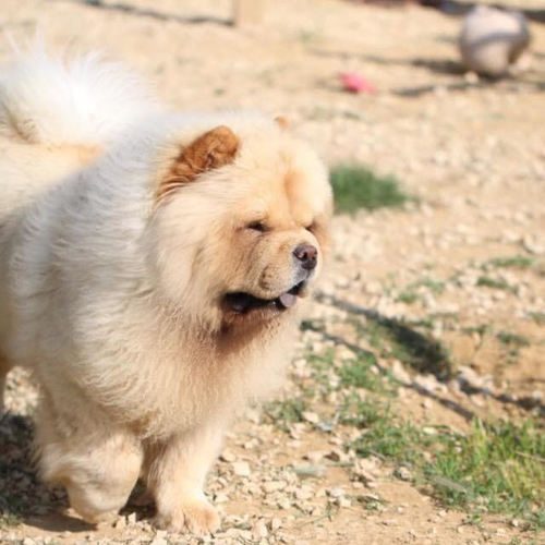 Elevage familial de Chow chow