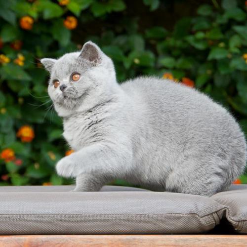Elevage de British Shorthair en Gironde