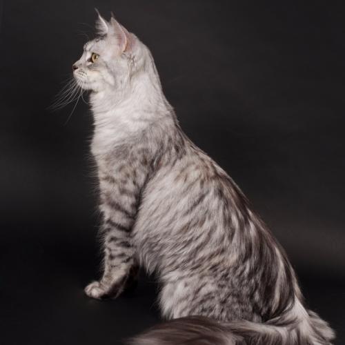 Chatterie de la Lanterne du Sud - Nice (06)