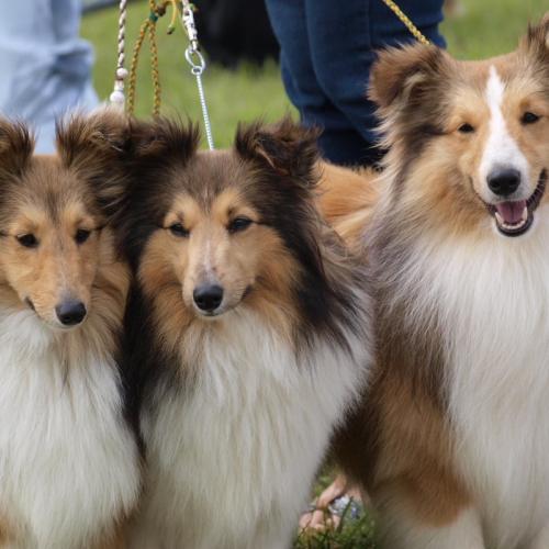 élevage de berger des Shetland, Whippet, Norvégien