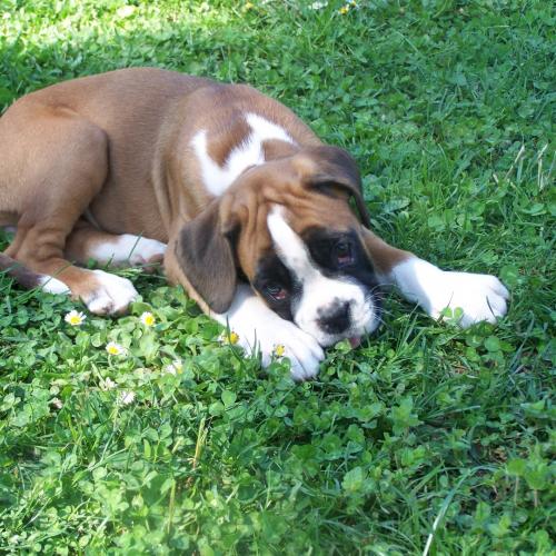 Boxers des abeilles de velours