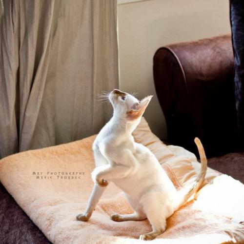 Élevage : siamois (colourpoint shorthair) oriental shorthair