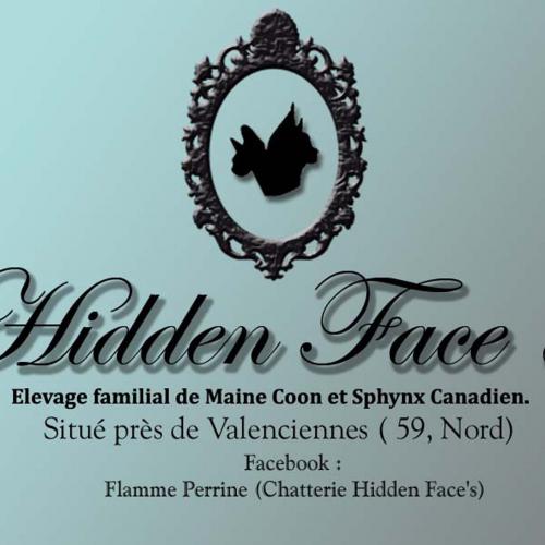 chatons maine coon de la chatterie hidden face's