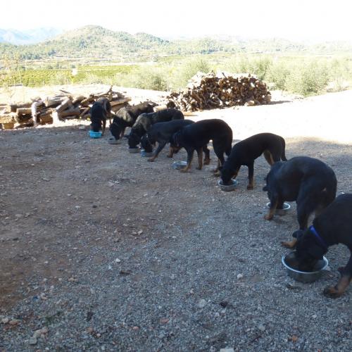 Les Beaucerons de Pontourné