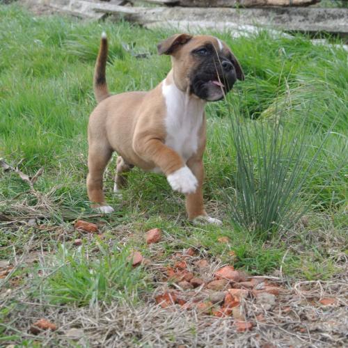 Elevage familial de staffie 