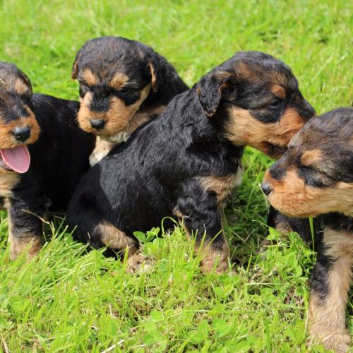 Airedale Terrier du Domaine de Souvigny