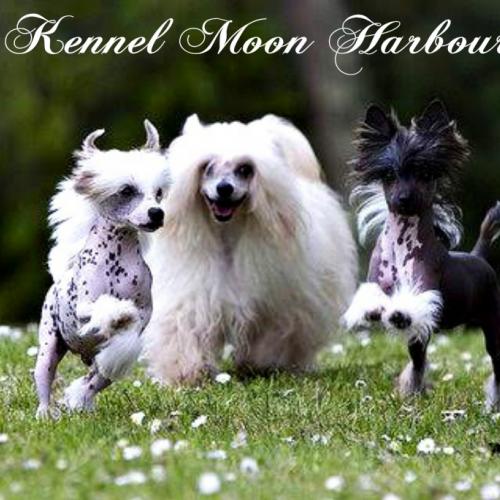 Elevage MOON HARBOUR