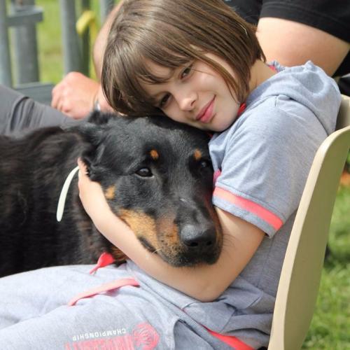 Elevage de beauceron des Monts du Lac