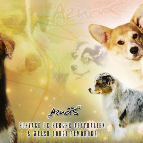 Elevage professionnel familial Berger Australien