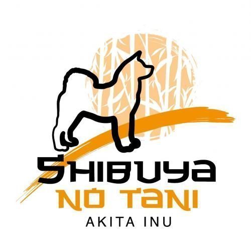 Elevage d'akita inu Shibuya No Tani