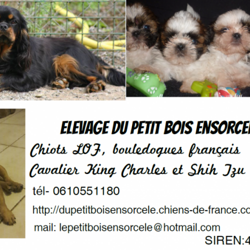 Elevage canin lof du petit bois ensorcelé