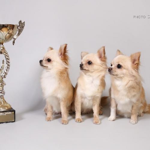 Chenil New Litel Boss