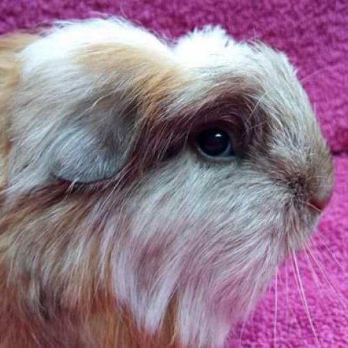 Elevage des chons du sakura