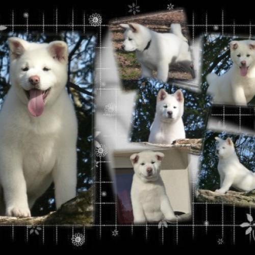 Elevage du sixième sens