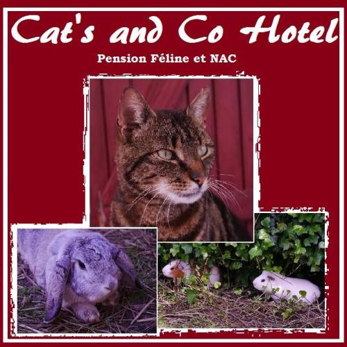 Pension chat, chien et NAC à 2h de Paris