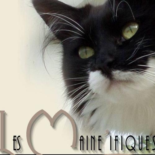 chatterie des Maine'ifiques