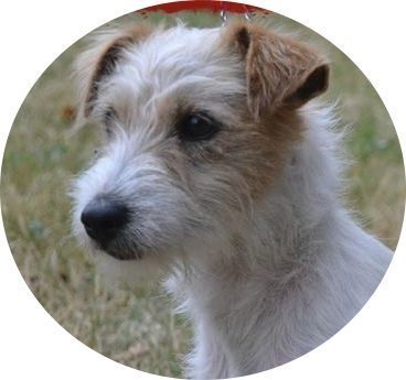 Élevage de jack russell LOF