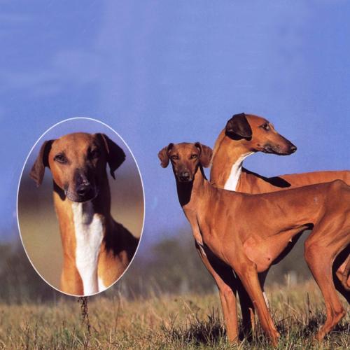 élevage les Azawakhs de Garde-Épée