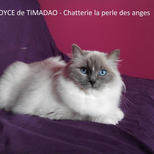Chatterie la Perle des Anges