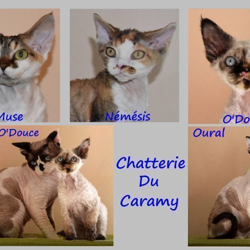 Chatterie du Caramy