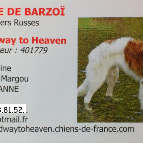 Barzoï of Speedway to Heaven