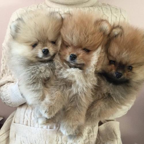 Chiots spitz pomeranian nain type nounours