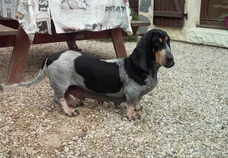 Élevage de basset bleu de gascogne
