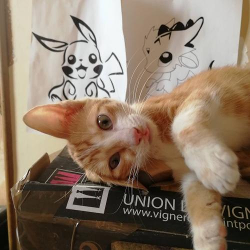 association de protection féline