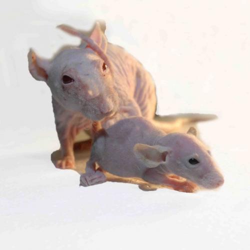 Rat nu rat Rex, Frisés, Bleus