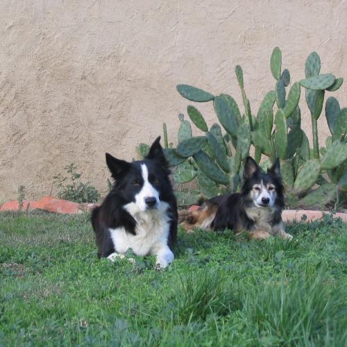 Elevage professionnel au chien bleu
