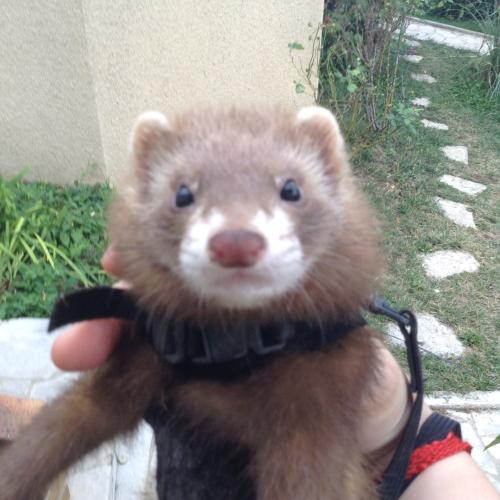 Elevage des poilus des coteaux