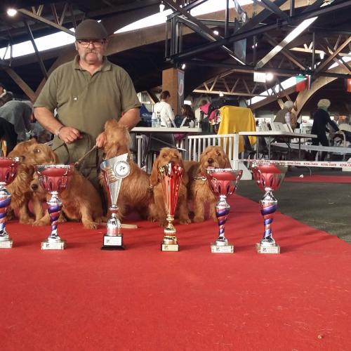 Basset Fauve de Bretagne Du Domaine d'Asgard