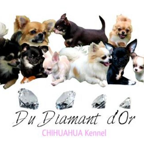 Elevage passion Chihuahua